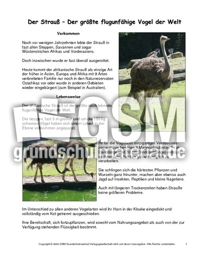 Strauß-Steckbrief.pdf